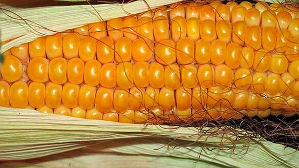 What not to eat on a ketogenic diet